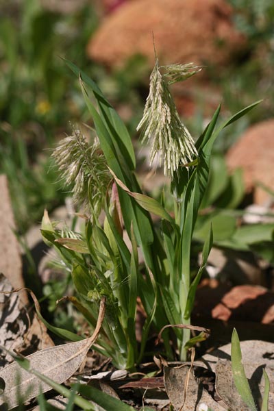 Lamarckia aurea, Lamarckia, Spatzolinus