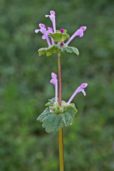 Lamium amplexicaule, Erba ruota, Falsa-ortica reniforme, Folla tunda