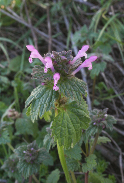 Lamium amplexicaule, Erba ruota, Falsa-ortica reniforme, Folla tunda