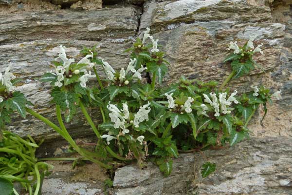 Lamium bifidum, Falsa ortica bifida, Lamio, Pitzianti masedu