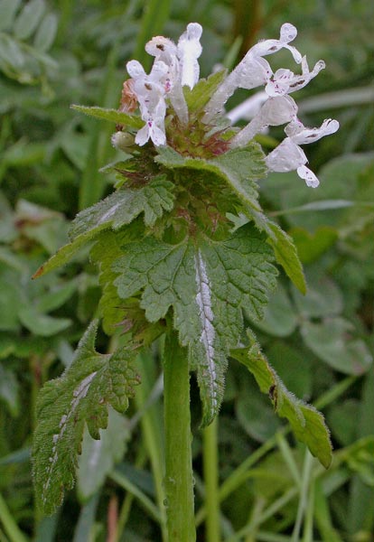 Lamium bifidum, Falsa ortica bifida, Lamio, Pitzianti masedu