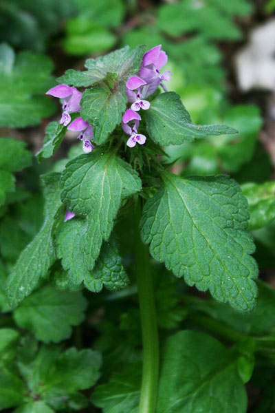 Lamium purpureum, Falsa ortica, Falsa ortica purpurea, Lamio purpureo, Pitzianti masedu