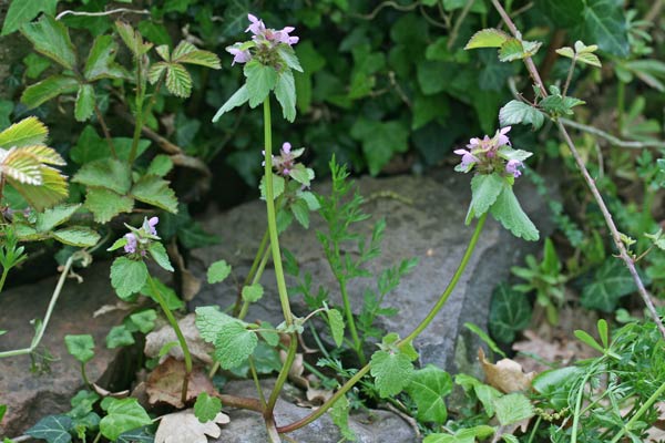 Lamium purpureum, Falsa ortica, Falsa ortica purpurea, Lamio purpureo, Pitzianti masedu