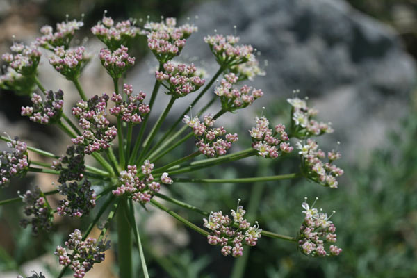 Laserpitium gallicum, Laserpizio odoroso