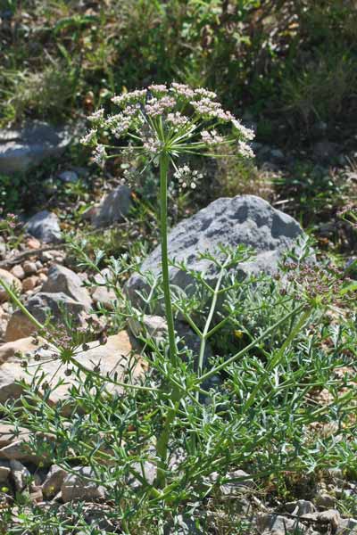 Laserpitium gallicum, Laserpizio odoroso