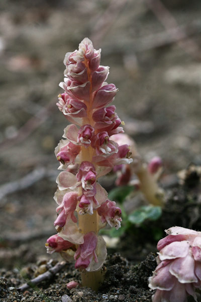 Lathraea squamaria, Latrea comune