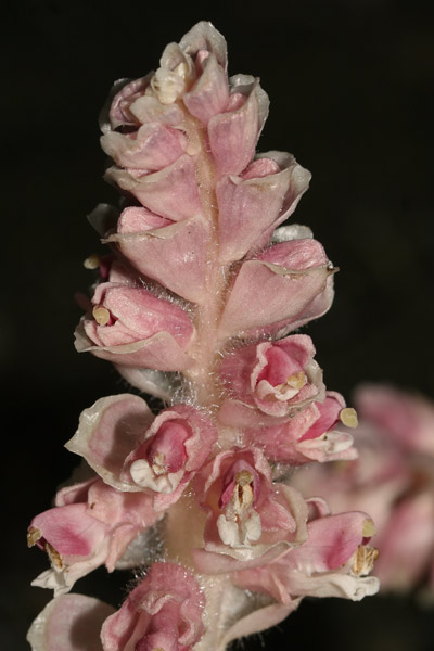 Lathraea squamaria, Latrea comune