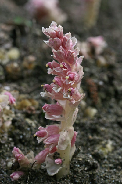 Lathraea squamaria, Latrea comune