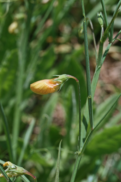 Lathyrus annuus, Cicerchia annuale, Cicerchia pallida, Letitera, Pisu de coloru