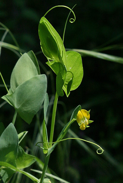 Lathyrus aphaca, Afaca, Afaga, Cicerchia bastarda, Fior-galletto, Majorella, Mullaghera, Vetriolo, Chèrigu, Chìrigu, Pisu de coloru