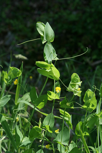 Lathyrus aphaca, Afaca, Afaga, Cicerchia bastarda, Fior-galletto, Majorella, Mullaghera, Vetriolo, Chèrigu, Chìrigu, Pisu de coloru