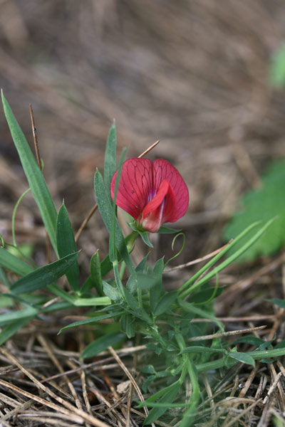 Lathyrus cicera, Cicerchia cicerchiella, Inchisa, Inchixia, Piseddu de coloru, Pisufa, Tresatzas