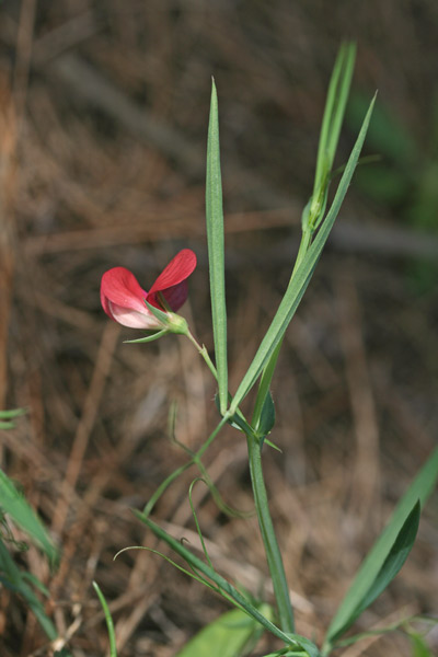 Lathyrus cicera, Cicerchia cicerchiella, Inchisa, Inchixia, Piseddu de coloru, Pisufa, Tresatzas