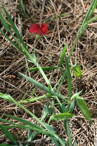 Lathyrus cicera, Cicerchia cicerchiella, Inchisa, Inchixia, Piseddu de coloru, Pisufa, Tresatzas