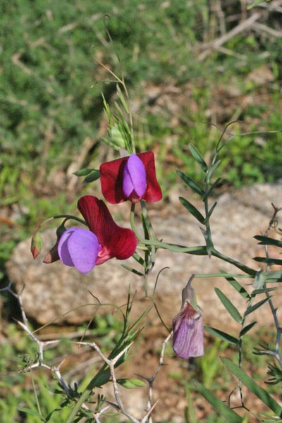 Lathyrus clymenum, Cicerchia articolata, Cicerchia porporina, Letitera, Piseddu burdu, Pisu de coloru