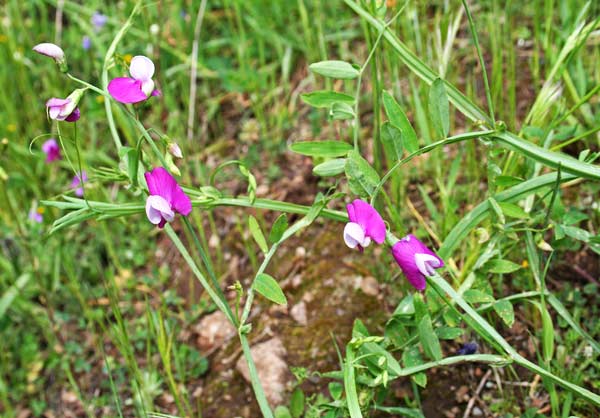 Lathyrus clymenum, Cicerchia articolata, Cicerchia porporina, Letitera, Piseddu burdu, Pisu de coloru