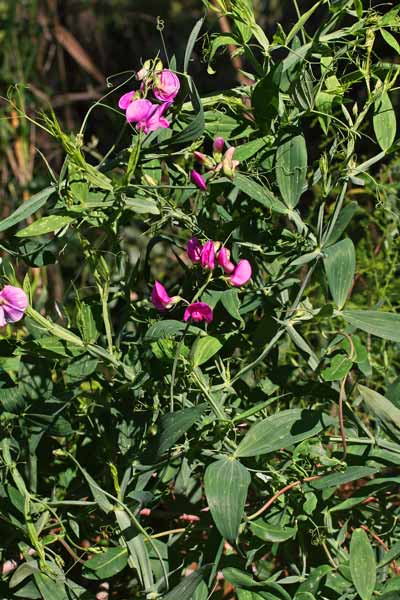 Lathyrus latifolius, Cicerchia a foglie larghe, Basoledda, Cherigu, Pisu de coloru