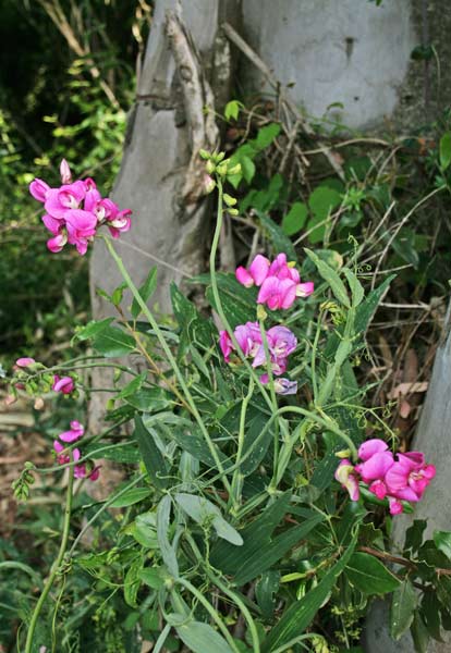 Lathyrus latifolius, Cicerchia a foglie larghe, Basoledda, Cherigu, Pisu de coloru