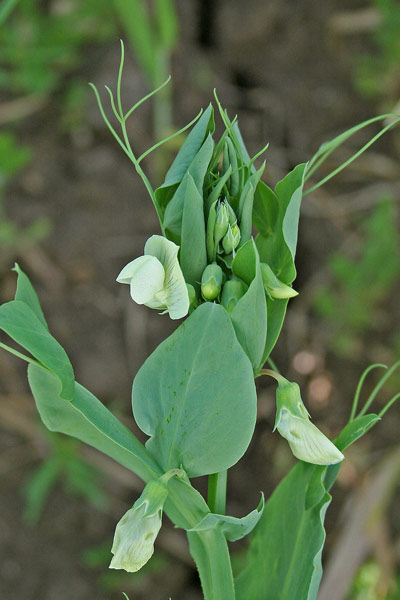 Lathyrus ochrus, Pisu de coloru, Pisu fà, Pisurci de coloru