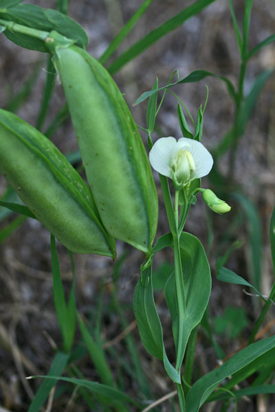 Lathyrus ochrus, Pisu de coloru, Pisu fà, Pisurci de coloru