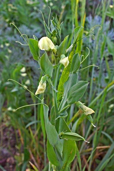 Lathyrus ochrus, Pisu de coloru, Pisu fà, Pisurci de coloru