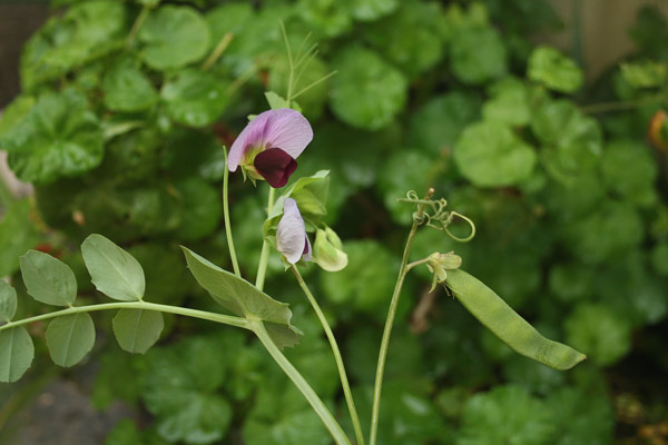 Lathyrus oleraceus, Pisello, Besudulci, Bisellu, Fesudulci, Piseddu, Pisellu, Pisu durci, Pisurci, Prisucci