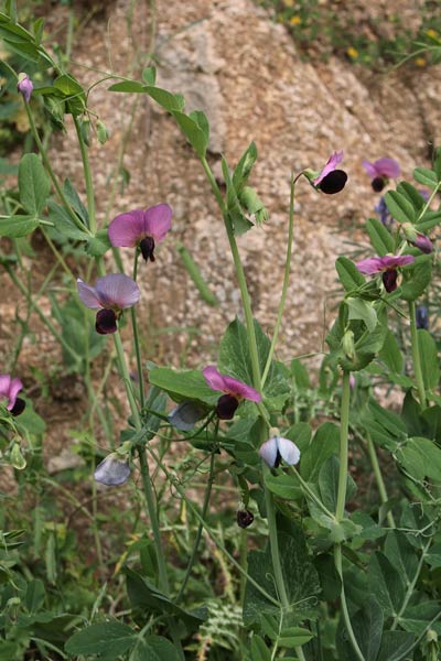 Lathyrus oleraceus, Pisello, Besudulci, Bisellu, Fesudulci, Piseddu, Pisellu, Pisu durci, Pisurci, Prisucci