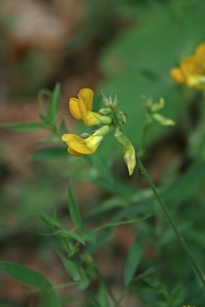 Lathyrus pratensis, Cicerchia dei prati, Letitera, Piseddu burdu, Pisu de coloru