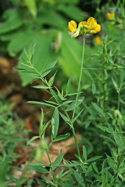 Lathyrus pratensis, Cicerchia dei prati, Letitera, Piseddu burdu, Pisu de coloru