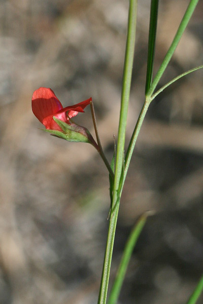 Lathyrus sphaericus, Cicerchia sferica, Letitera, Pisu de coloru