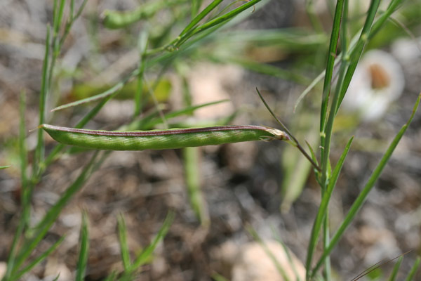 Lathyrus sphaericus, Cicerchia sferica, Letitera, Pisu de coloru