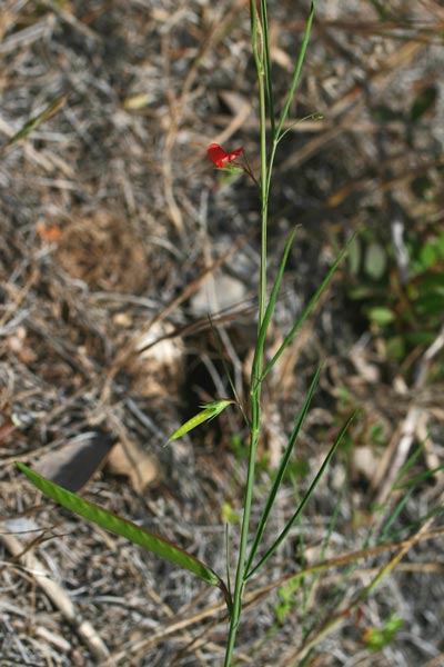 Lathyrus sphaericus, Cicerchia sferica, Letitera, Pisu de coloru