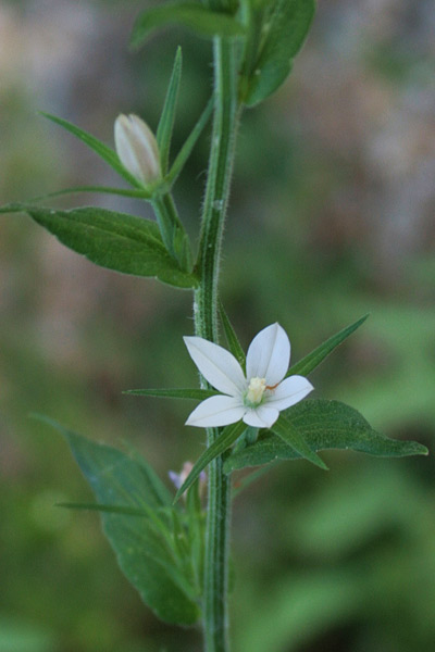 Legousia falcata, Specchio di Venere minore