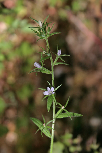 Legousia falcata, Specchio di Venere minore