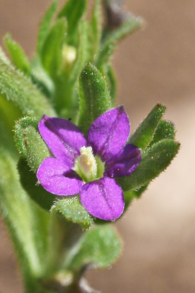 Legousia hybrida, Specchio di Venere ondulato, Bibistra femina, Campanedda, Campanedda de seminau