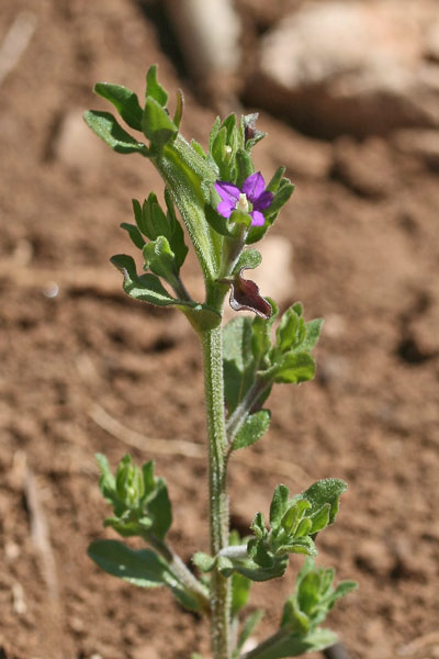 Legousia hybrida, Specchio di Venere ondulato, Bibistra femina, Campanedda, Campanedda de seminau