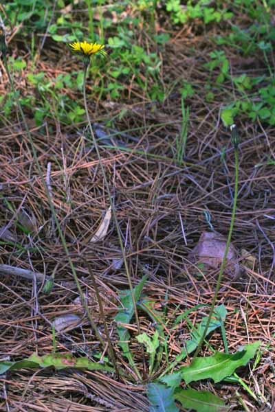 Leontodon tuberosus, Dente di leone tuberoso