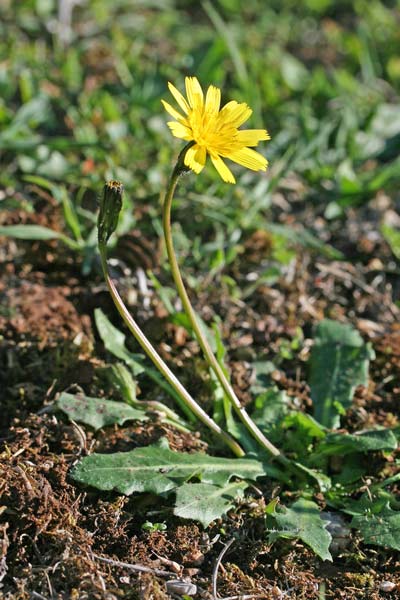 Leontodon tuberosus, Dente di leone tuberoso