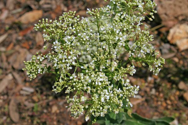 Lepidium draba, Lattona, Cocola