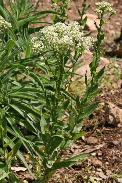 Lepidium draba, Lattona, Cocola