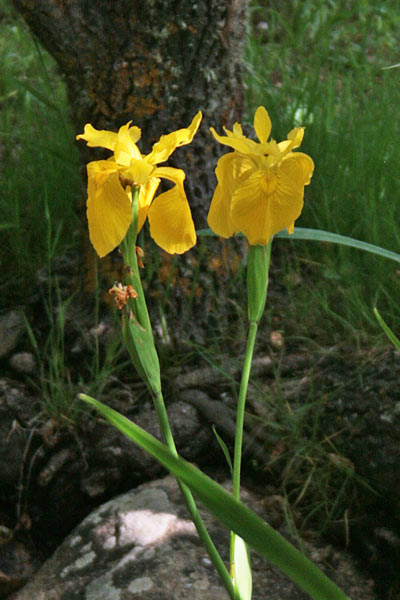 Limniris pseudacorus, Coltellacci, Giglio giallo, Spadone, Giaggiolo acquatico, Giaggiolu de abba, Lillu de arriu, L. grogu, L. grogu de arriu, Spadixedda groga