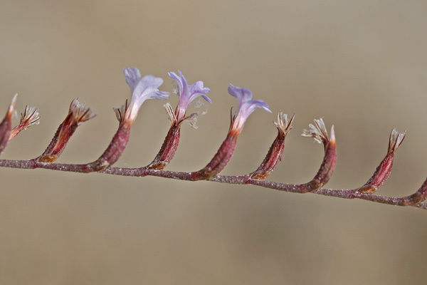 Limonium avei, Limonio aculeato, Frori de mari