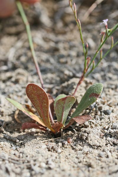 Limonium avei, Limonio aculeato, Frori de mari