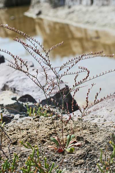 Limonium avei, Limonio aculeato, Frori de mari