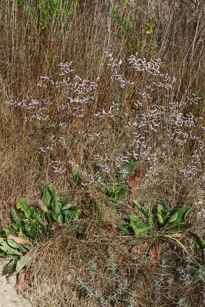 Limonium narbonense, Limonio comune, Limonio di Narbonne, Statice, Frori de mari