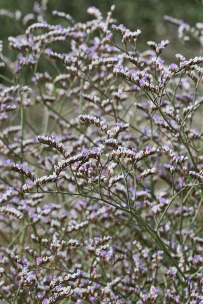 Limonium narbonense, Limonio comune, Limonio di Narbonne, Statice, Frori de mari