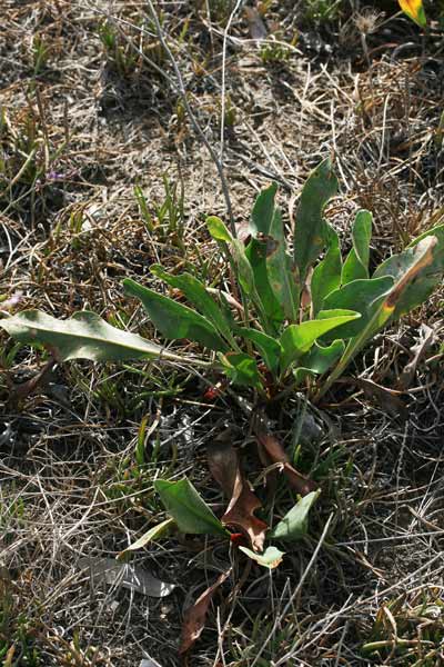 Limonium narbonense, Limonio comune, Limonio di Narbonne, Statice, Frori de mari