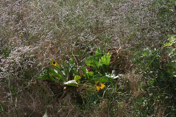 Limonium narbonense, Limonio comune, Limonio di Narbonne, Statice, Frori de mari