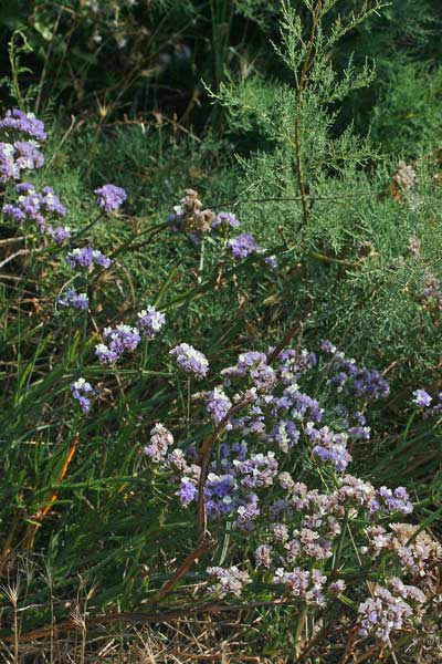 Limonium sinuatum