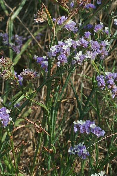 Linmonium sinuatum